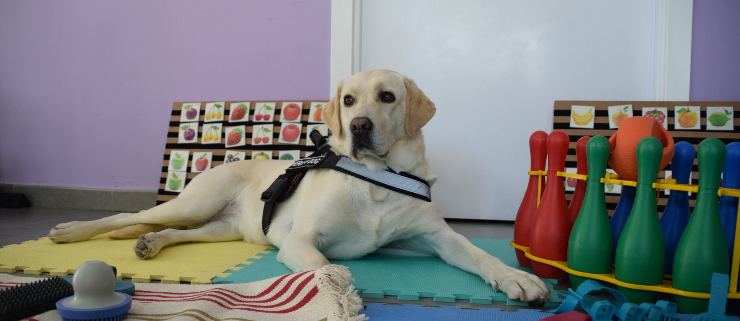 Terapia asistida con perros Centro Edace Terapia asistida con perros Centro Edace